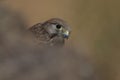 a young kestrel falcon peeks out from behind a rock at its nesting site in summer Royalty Free Stock Photo