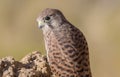 a young kestrel falcon sits on a rock and looks back at the photographer filming it Royalty Free Stock Photo