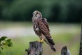 The young Kestrel perching on a wooden fence pole