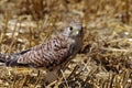 A young kestrel sits in a cornfield