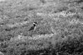 Young Killdeer Bird in Grass, Black and White
