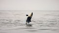 Young killer whale breaching the surface of the water Royalty Free Stock Photo