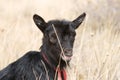 Young Kinder Goat Royalty Free Stock Photo