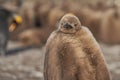 Young King Penguin in the Falkland Islands Royalty Free Stock Photo