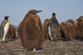 Young King Penguin in the Falkland Islands Royalty Free Stock Photo