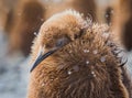 Young, king penguin, called oakum boy, shakes off snow falling.CR2 Royalty Free Stock Photo