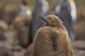 Young King Penguin in the Falkland Island