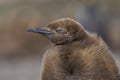 Young King Penguin in the Falkland Island