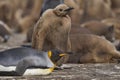 Young King Penguin in the Falkland Island