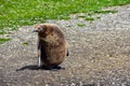 Fuzzy Young King Penguin in Falkland Islands