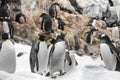 Young king penguin , group of penguins in zoo Royalty Free Stock Photo