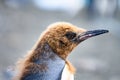 Head of young king penguin in moult - Aptendytes patagonica - Gold Harbour, South Georgia Royalty Free Stock Photo