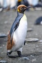 Young king penguin moulting with funny feathers like skirt and hat - Aptendytes patagonica - Gold Harbour, South Georgia