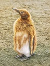 A young king penguin shedding its juvenile down coat. Royalty Free Stock Photo