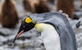 Young king penguin shedding winter feathers