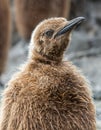 Young king penguin, about year old, with heavy winter coat. Also called Oakum boy