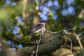 Young kingbird on a mulberry tree Royalty Free Stock Photo