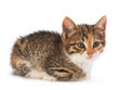 Young kitten Royalty Free Stock Photo