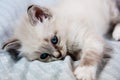 Young kitten blue eyes