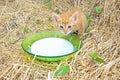 Young kitten drinking milk