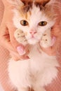 Young kitten in hands Royalty Free Stock Photo