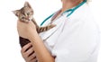 Young kitten held by veterinary Royalty Free Stock Photo