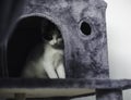 Young kitten hiding in the scratching post Royalty Free Stock Photo