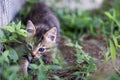 Young Kitten Hunting in grass Royalty Free Stock Photo