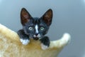 Young kitten playing on scratcher