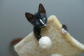 Young kitten playing on scratcher