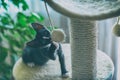 Young kitten playing on scratcher Royalty Free Stock Photo