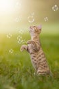 Young kitten playing with soap bubbles, bubbles on meadow Royalty Free Stock Photo