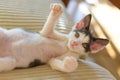 Young kitten playing on sofa Royalty Free Stock Photo