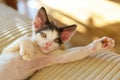 Young kitten playing on sofa Royalty Free Stock Photo