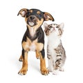 Young Kitten and Puppy Together Looking Up Royalty Free Stock Photo