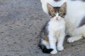 Young kitten with a serious look Royalty Free Stock Photo