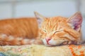 Young kitten sleeping Royalty Free Stock Photo