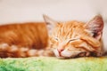 Young Kitten Sleeping Outdoor In Bed Royalty Free Stock Photo