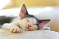 Young kitten sleeping on sofa Royalty Free Stock Photo