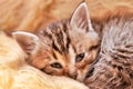 Young Kitten Sleeping Royalty Free Stock Photo