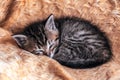 Young Kitten Sleeping Royalty Free Stock Photo