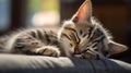 A young kitten sprawled on its back in a cozy, well-lit living room