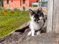 A young healthy lively kitten spends time in the garden