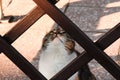 Young kitten watches the movement on the windowsill and waits for the right moment to attack her victim. Tracking a predator while