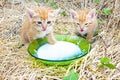 Young kittens drinking milk