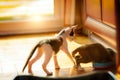 Young kittens playing in home Royalty Free Stock Photo