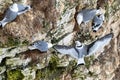 Young kittiwake, rissa tridactyla, stretches wings and adult bird bites feathers