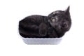 Young kitty in box. Royalty Free Stock Photo