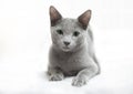 Young kitty British shorthair cat