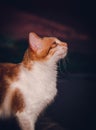 Young kitty cat looking up, side view portraiture photograph. white and orange color body